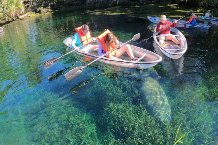 Clear Kayak tour in Crystal River, Florida with manatees