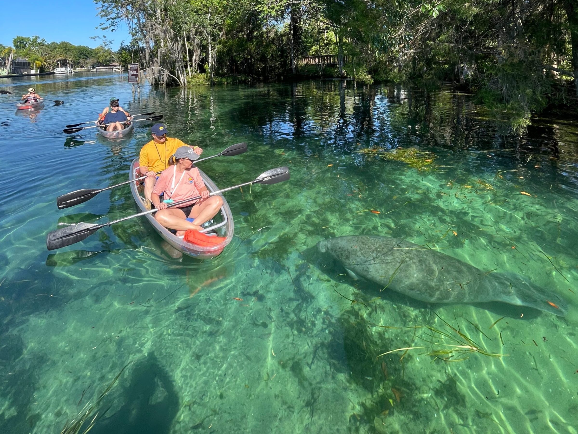 Clear Kayaking Ecotour of Crystal River, Florida