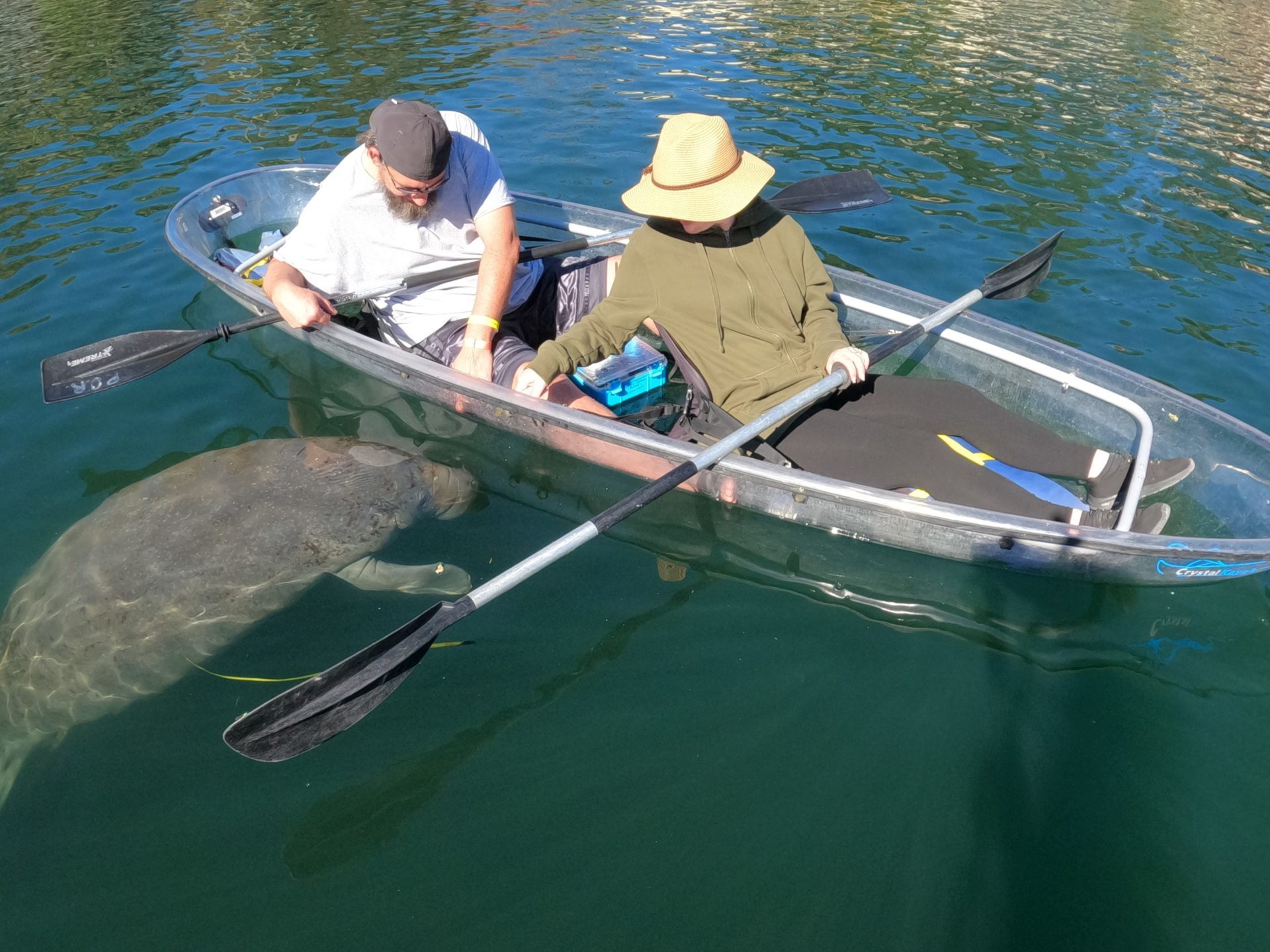 Clear Kayaking Tours of Crystal River, Florida