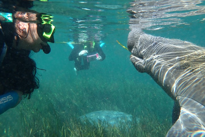 a person swimming in the water