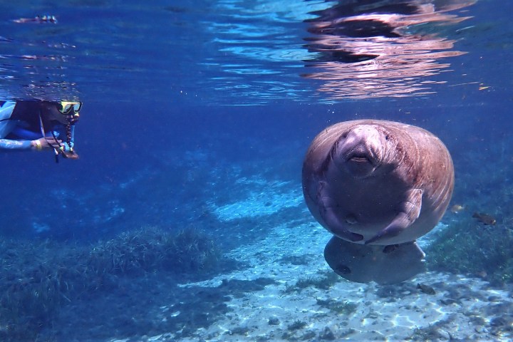 a bird swimming in water next to a body of water