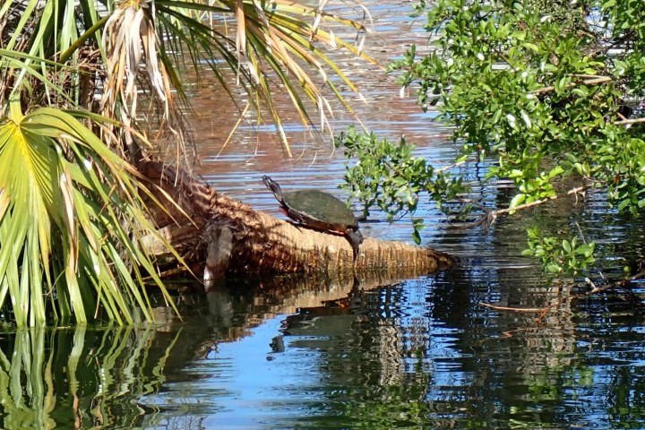 a tree next to a body of water