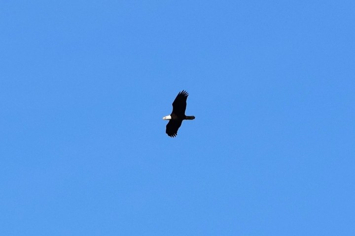 a bird flying in a clear blue sky