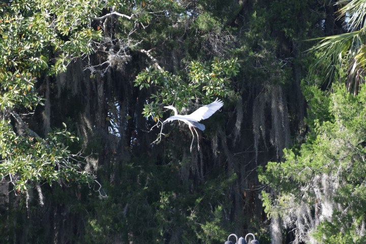 a giraffe standing next to a tree in a forest