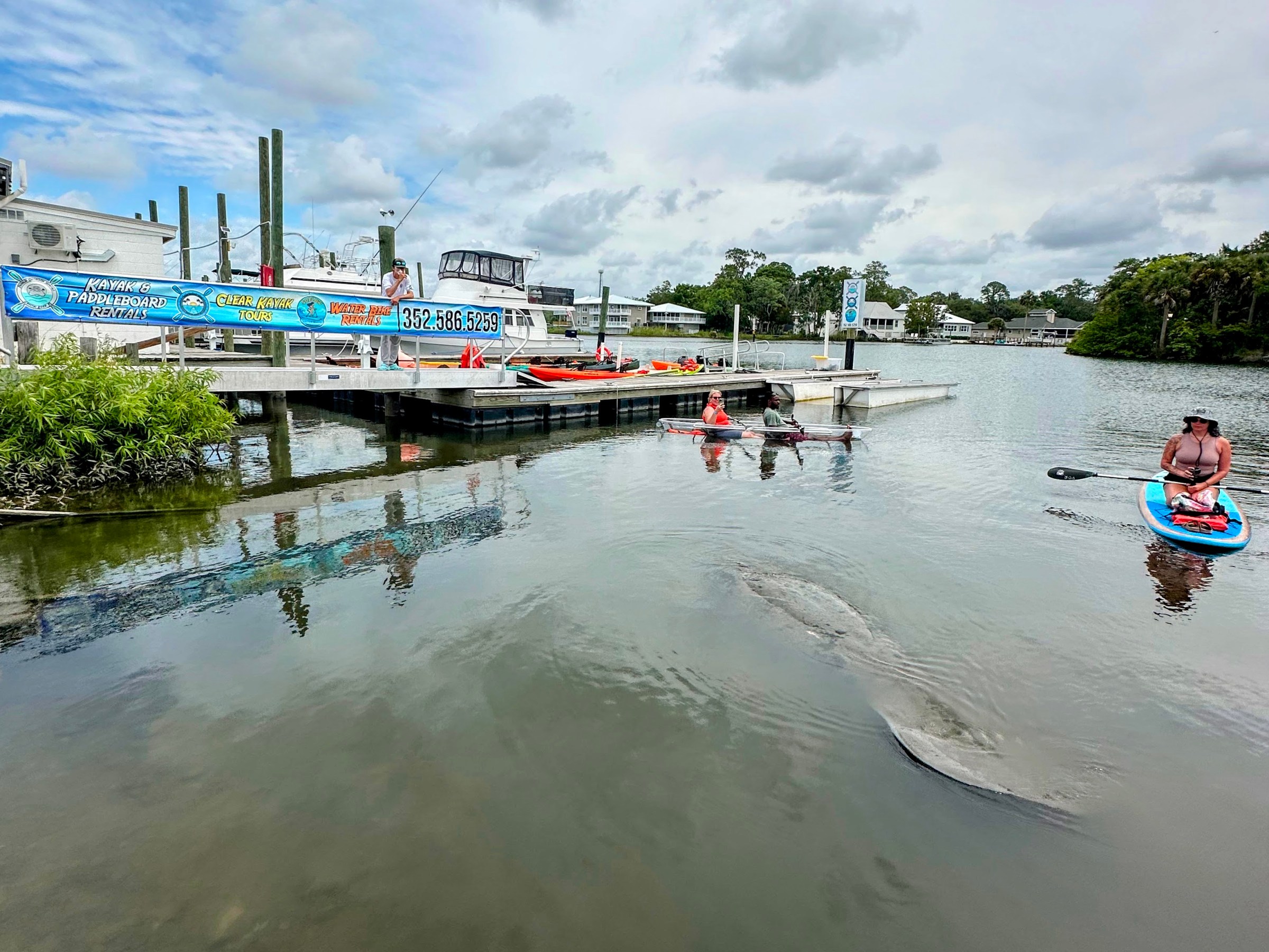 People kayaking and paddleboarding near manatees at a rental dock.