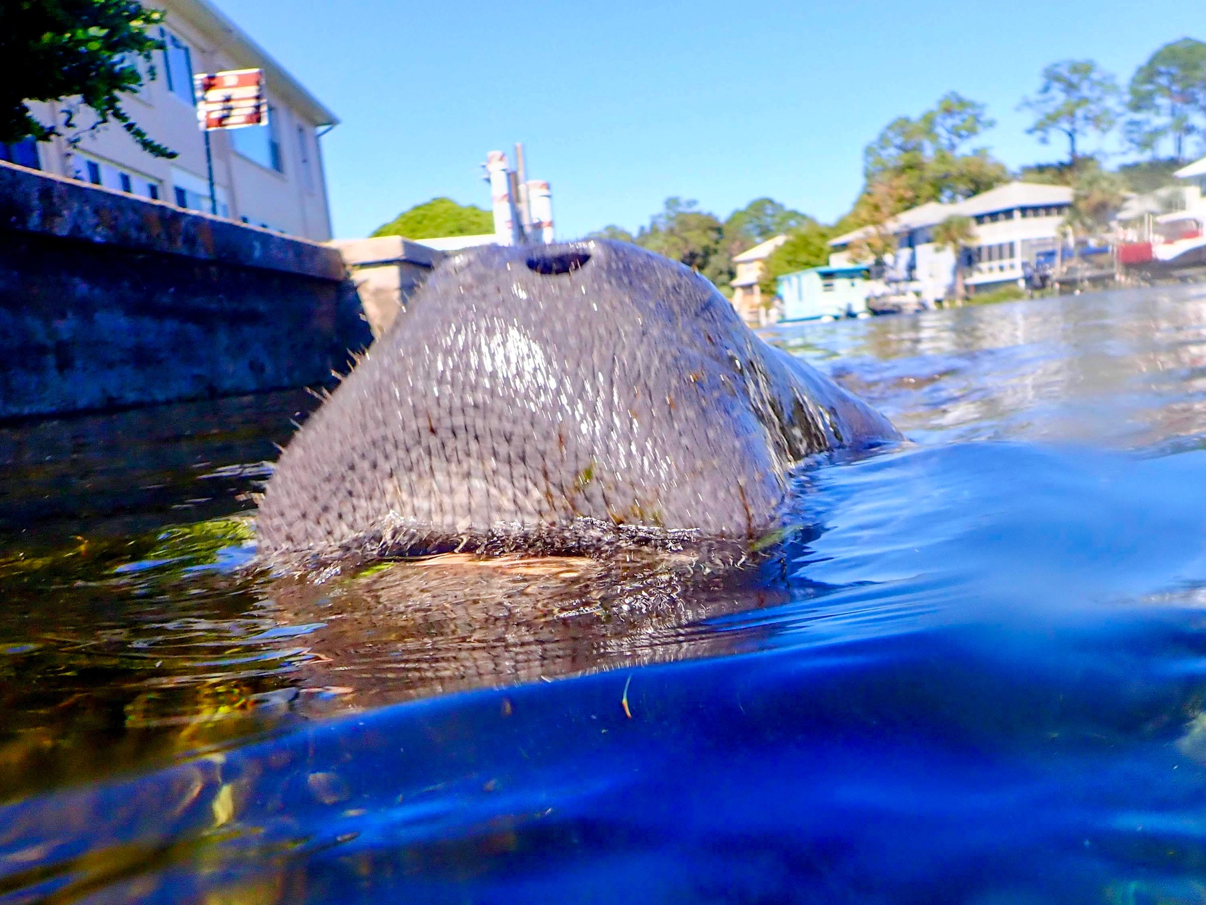 Close-up of a manatee surfacing in a canal with houses in the background.