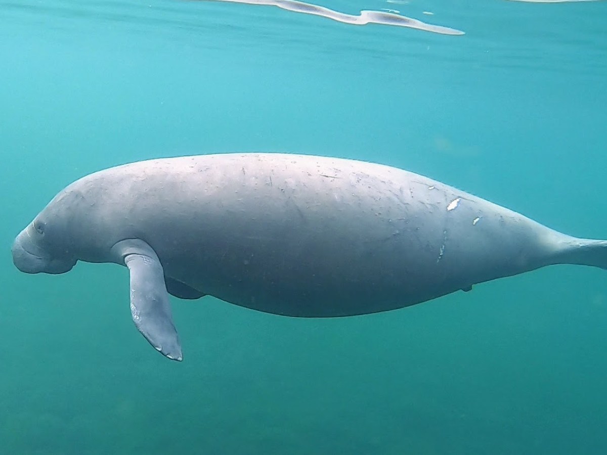 Manatee swimming in clear blue water, viewed from the side.